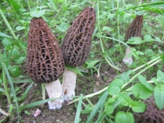 新鲜黑松露 干片 速冻常年提供图3