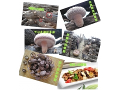 大量供应椴木香菇图1