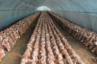民乐县食用菌大棚层架式改造带来高效益 ()