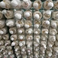 贵州蘑菇养殖网格网架 定制各种平菇出菇架 食用菌网格网架