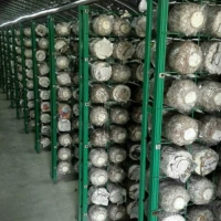 貴州食用菌網格網架 浸塑蘑菇養殖網片 工廠化出菇房網架