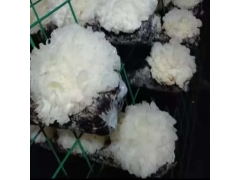 贵州食用菌网格网架 浸塑蘑菇养殖网片 工厂化出菇房网架图3