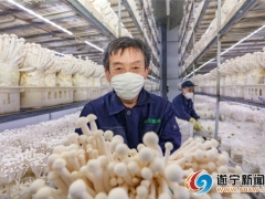 遂宁日产10吨海鲜菇 保障市民“菜篮子” ()