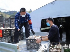 贵州紫云：爱心人士捐赠3000斤食用菌 共抗疫情 ()
