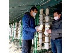 香菇出菇架香菇出菇架子图2