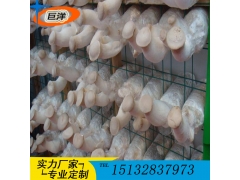 江西蘑菇养殖网格网架 抚州市定制各种平菇出菇架 食用菌网格图2