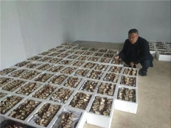 西乡800亩大球盖菇因疫情受困急需销售！ ()