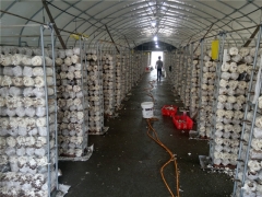 鸡鸭养殖专用膜 养殖大棚防晒膜 养殖专用黑白膜 养殖膜大棚膜图3