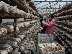 开放香菇市场 发放3000份通行证……庆元打开食用菌生产销售“新渠道” ()