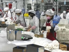 三都县：抗击疫情不误农时 食用菌生产顺利推进 ()