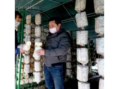 铁丝网格架工厂化菇房养菌架食用菌出菇网格架图2