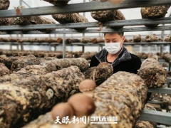贵州施洞镇疫情防控不误生产 26万棒食用菌稳定出菇！ ()
