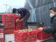 贵州道真县：有序组织食用菌园区复工复产 ()