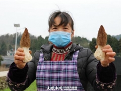 采摘装篮！毕节黔西中建乡的羊肚菌丰收 ()
