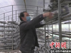 安龙：吹响新市民食用菌生产“集结号” ()