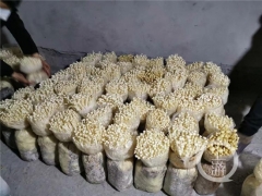 食用菌长势喜人种植户却犯愁 社区为其“量身打造”售卖模式 ()
