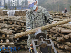 重庆云阳：启动80万段黑木耳钻孔工作 ()
