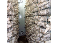 甘肃省食用菌培菌架 大棚养殖蘑菇架 工厂化出菇房网格架图2
