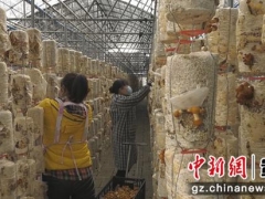 贵州安龙食用菌“出山”忙 ()