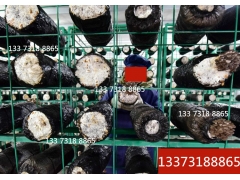 香菇菌架的尺寸 香菇养菌架 香菇菌棒架子种蘑菇架子图2