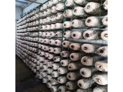 安徽省食用菌网格架 杏鲍菇出菇网格 猴头菇可移动出菇架图1