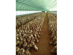 食用菌大棚专用黑白膜 pep利得膜 温室黑白膜 建筑黑白膜图1