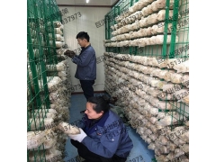 大棚养殖蘑菇架 金针菇层架平铺网格片 灵芝出菇价格图1