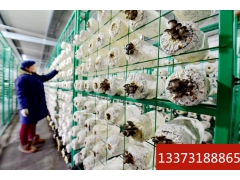 吉林蘑菇出菇架网格架厂家蘑菇养菌层架出菇架定制图3