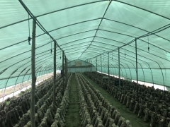 绿白膜 食用菌绿白膜 菌菇大棚绿白膜 蘑菇大棚绿白膜图2