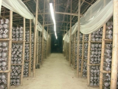 进口食用菌大棚膜 食用菌大棚黑白膜 薄膜 养殖大棚膜图2