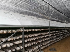 进口食用菌大棚膜 食用菌大棚黑白膜 薄膜 养殖大棚膜图3