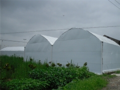 养殖黑白膜 家禽养殖防晒膜 鸡鸭养殖膜 食用菌防晒黑白膜图3