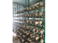 大棚香菇出菇层架 现代化香菇出菇架 香菇出菇网格架图3