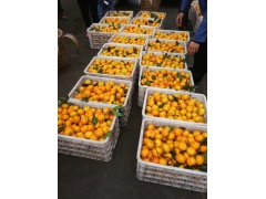 贵州塑料筐贵阳水果筐六盘水塑料胶框蔬菜框子生产厂家图2