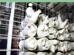 食用菌种植浸塑网格架 蘑菇网片图3