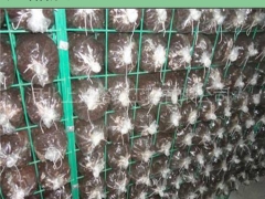 茶树菇种植金属网格架图1