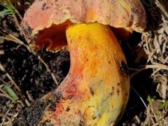 Butyriboletus floridanus