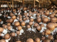云南曲靖规模最大的姬松茸食用菌种植基地落户茨营