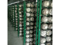蘑菇种植架厂家 绿色包塑食用菌网格架 出菇房菌类养殖网格图1