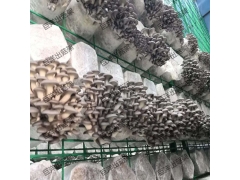 蘑菇种植架厂家 绿色包塑食用菌网格架 出菇房菌类养殖网格图2