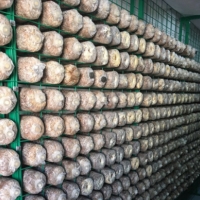 养殖蘑菇网片厂家 吉林省食用菌出菇网格架 平菇出菇网架