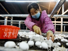 宁夏：六盘山西麓食用菌菇基地挺过了疫情影响 小菌菇撑开幸福伞