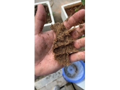 新型食用菌栽培基质棕榈颗粒，代替棉籽壳，优化生产，降低成本！图2