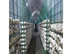 食用菌网架a济南食用菌网架a食用菌网架厂家现货图2