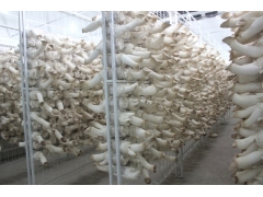 食用菌网架a苏州食用菌网架a食用菌网架厂家现货图2