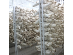 食用菌网架网格a江苏食用菌网架网格a食用菌网架网格厂家现货图3