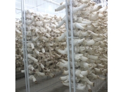 平菇网架a清远平菇网架a平菇网架现货厂家图2