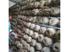 蘑菇网架a南宁蘑菇网架a蘑菇网架现货厂家图2