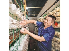 平菇网架a平菇网架a平菇网架现货厂家图1