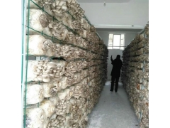 平菇网架a平菇网架a平菇网架现货厂家图3